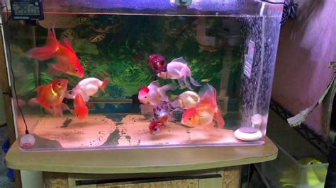 2尺缸可以養幾隻金魚|我養的2尺金魚缸